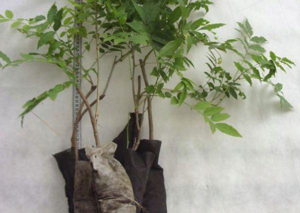 wisteria seedlings