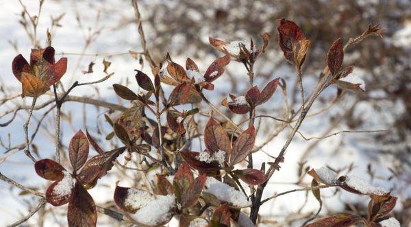 Rododendron de iarnă