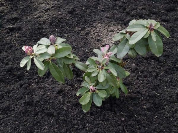 Growing rhododendron
