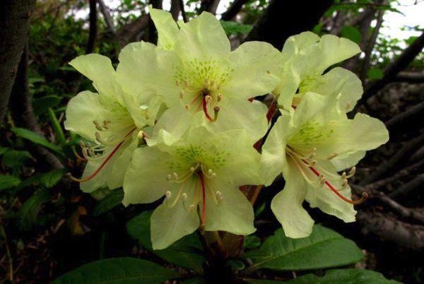 Rododendron Kashkar