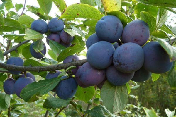 plum hungarian