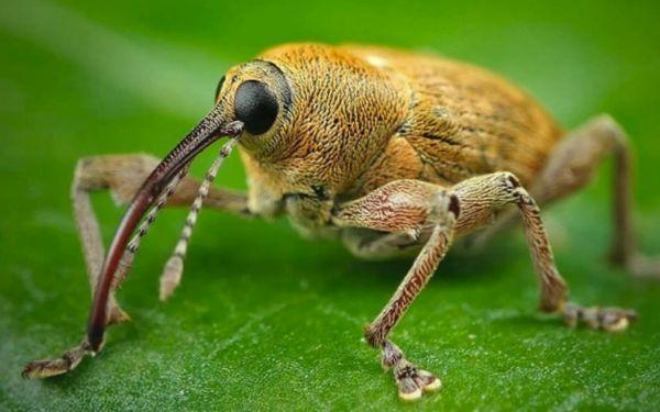 Weevil pest