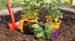 Selezione di varietà di verbena, coltivazione, semina e cura in campo aperto