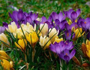 Descriptions and characteristics of the species and the best varieties of crocuses, which are