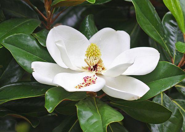 Magnolia velkolistá
