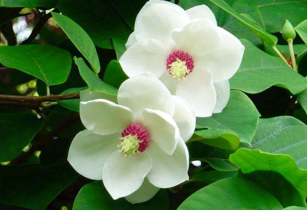 Magnolia bloemen