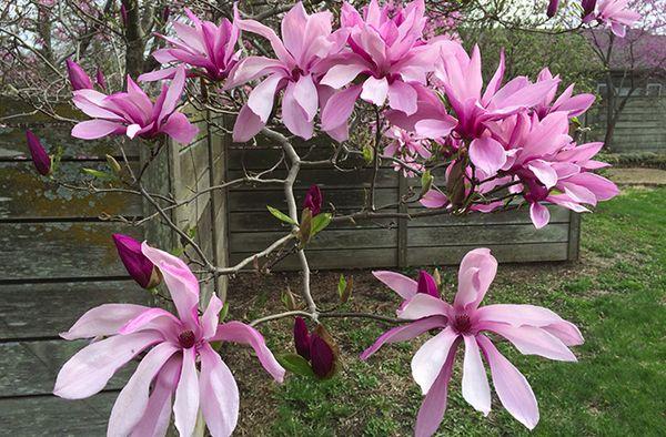 Betty magnolia