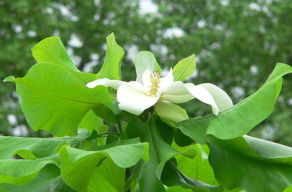 Pelnu magnolija