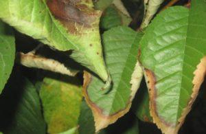 For what reasons, cherry leaves wither and what to do about it, effective control measures