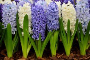 Hoe hyacinten te planten voor thuis distillatie, keuze- en bewaarregels voor bollen