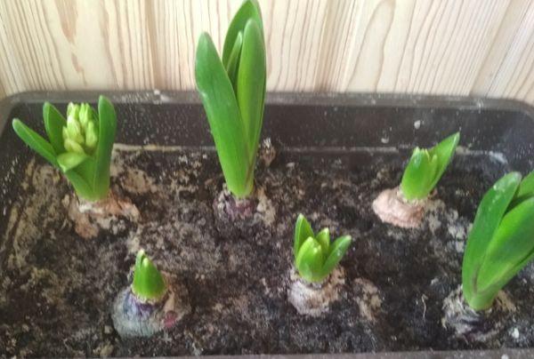 hyacint bollen