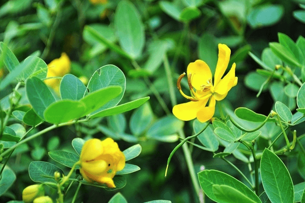 flor de mongetes