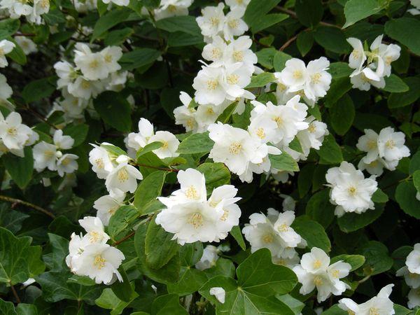jasmine bush