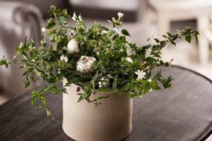 18 types of multiflorous jasmine with description and characteristics