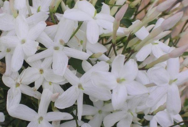flori de iasomie