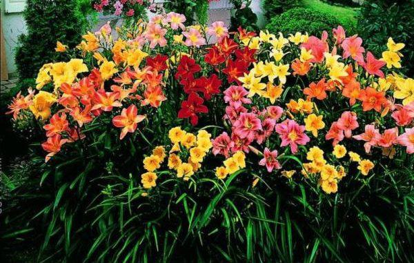daylily exhibition