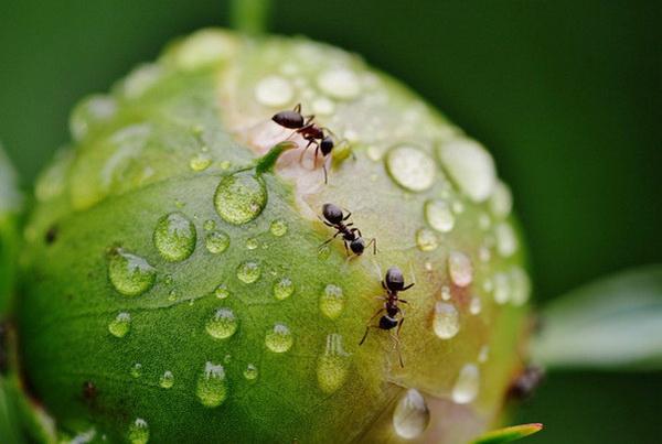 mravi na božurima