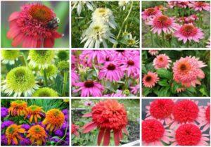 Regels voor het planten en verzorgen van meerjarige echinacea, 10 beste variëteiten voor open grond
