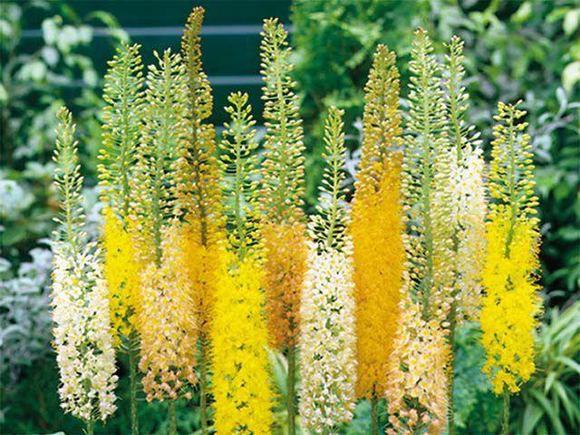 eremurus in the country