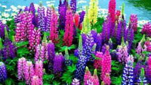 Planting and caring for lupines in the open field, whether it is necessary to cut them for the winter