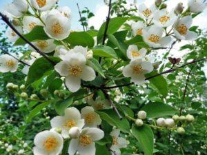 Plantation et entretien du jasmin, propagation d'arbustes, taille et repiquage