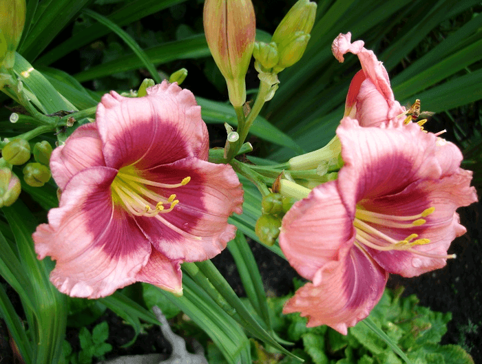 rosa Taglilie