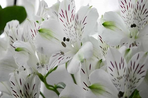 alstroemeria blanche