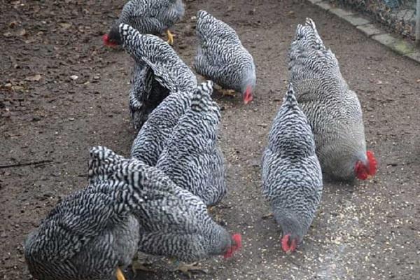 Beschrijving en kenmerken van het kippenras Amroks, regels voor onderhoud en verzorging