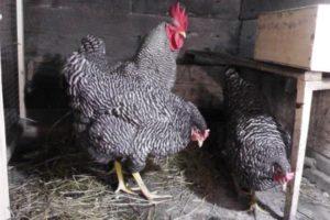 Beskrivelse og karakteristika for Amroks-hønserassen, regler for vedligeholdelse og pleje