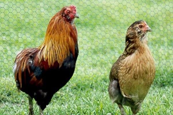 race af kyllinger