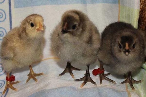 little chicks