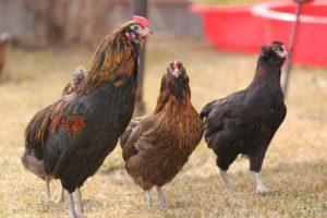 Beschrijving en kenmerken van het kippenras Araucana, fokkenmerken
