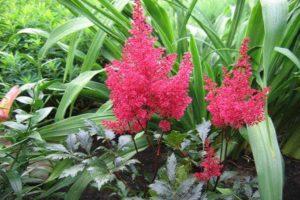 Characteristics and description of Fanal astilbe, cultivation and care