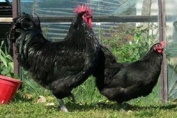 poulets australorp