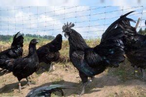 Descripción y características de la raza de pollo Ayam Tsemani, condiciones de detención.