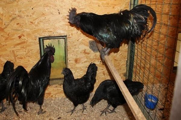 arrangement of a chicken coop
