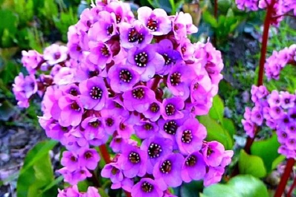 paarse bloei