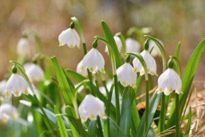 Περιγραφή των 10 καλύτερων ποικιλιών λευκών λουλουδιών, φύτευσης και φροντίδας το καλοκαίρι