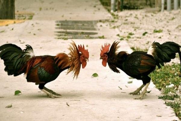 combattimento di galli