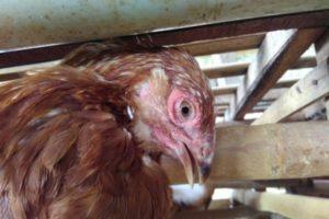 Περιγραφή και μορφές της ψευδοπανώλους στα κοτόπουλα, συμπτώματα και θεραπεία