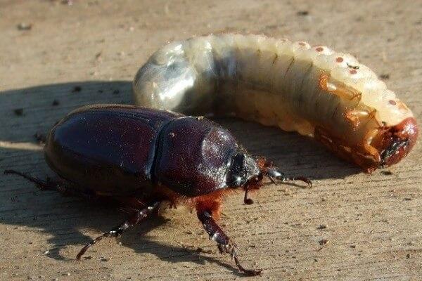 großer Käfer