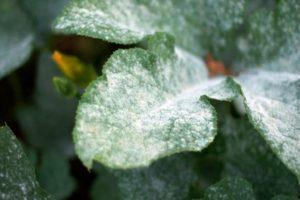 Jak se zbavit chryzantém, hlavních škůdců a jejich léčby