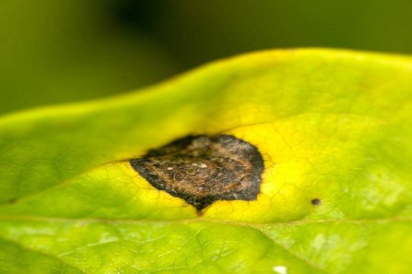 leaf septoria