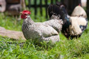 Description and maintenance of chickens of the Borkovskaya barvy breed, care and breeding