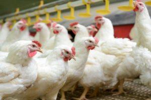 Description of the breed of broiler chickens Cobb 500 and rules for growing at home