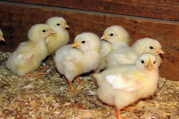 breeding chickens
