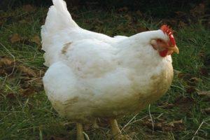 Descripción y características de la raza de pollos de engorde Ross 308, tabla de peso por día.