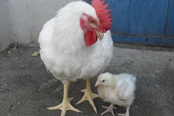 polla y chica