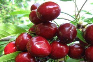 Vyšnių veislės „Melitopol“ aprašymas ir savybės, auginimo subtilybės