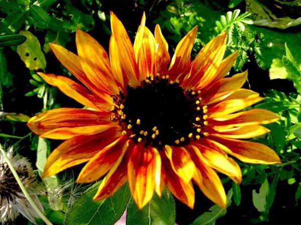 kvet slnečnice